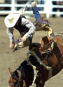 驯马记,揭秘马术运动的魅力与挑战